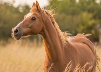 Coaching met paarden: zo werkt het